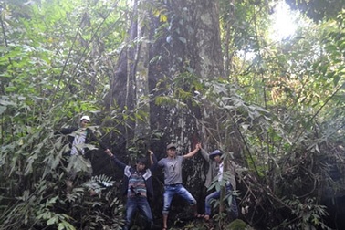 Cây khổng lồ 400 tuổi - báu vật rừng của người Xê Đăng