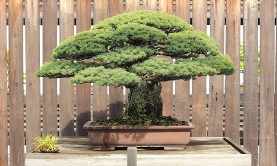 Cây bonsai 400 năm tuổi sống sót sau thảm họa ném bom Hiroshima - 1