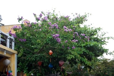 Bình yên bằng lăng tím Hội An