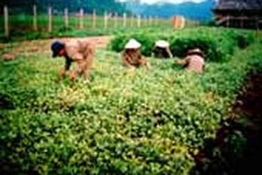 Đường phố Việt Nam sẽ rực rỡ cây ngân hạnh