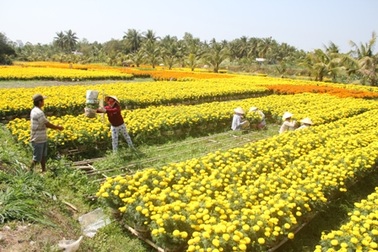 Thăm “Vương quốc” hoa, kiểng ngày giáp Tết