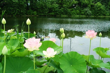 Cuộc thi ảnh “Sen trong đời sống văn hóa người Việt”