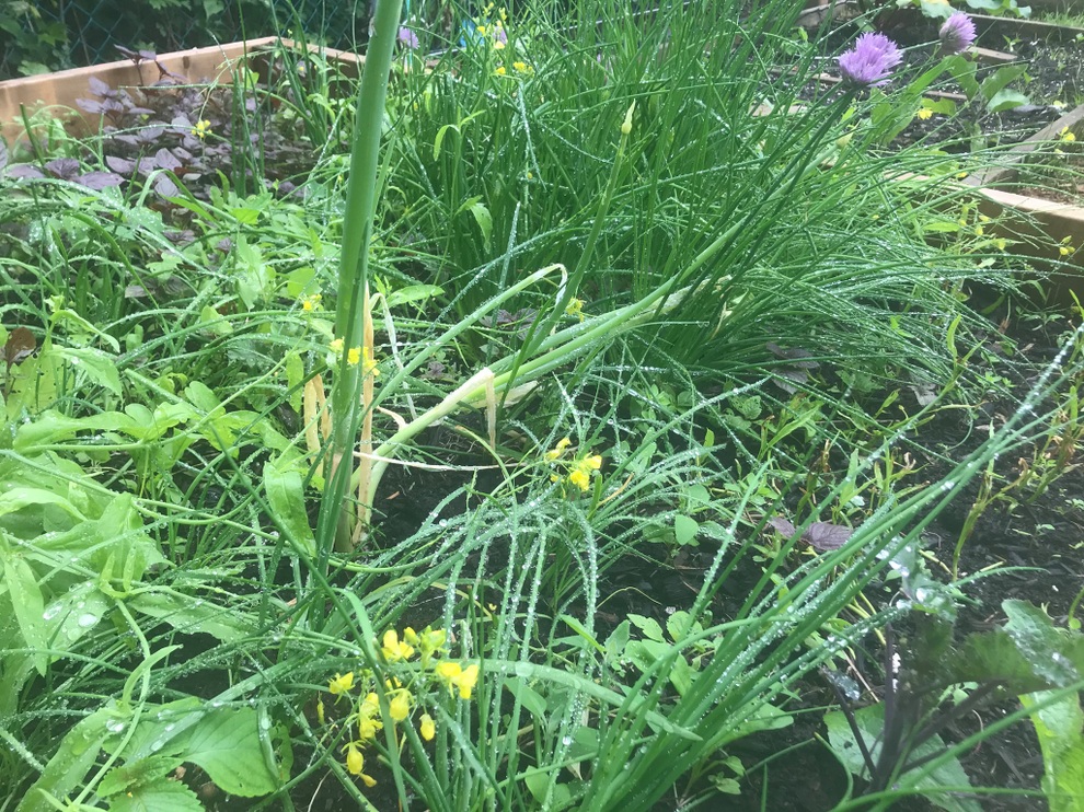 Vườn 600m2 yên bình, bội thu bầu, mướp của gia đình Việt Nam ở Canada - 5 Vườn 600m2 yên bình, bội thu bầu, mướp của gia đình Việt Nam ở Canada - 5