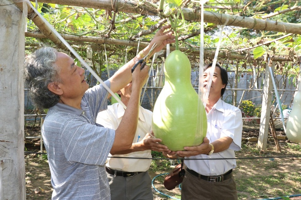 Du khách đổ về chiêm ngưỡng vườn bầu khổng lồ cho trái nặng tới 30kg - 1 Du khách đổ về chiêm ngưỡng vườn bầu khổng lồ cho trái nặng tới 30kg - 1