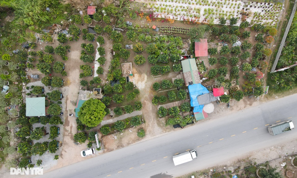 Vườn bưởi cảnh tiền tỷ tất bật chuẩn bị vào vụ Tết - 1 Vườn bưởi cảnh tiền tỷ tất bật chuẩn bị vào vụ Tết - 1