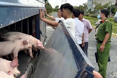 Phát hiện xe tải chở 54 con lợn mắc dịch tả lợn châu Phi