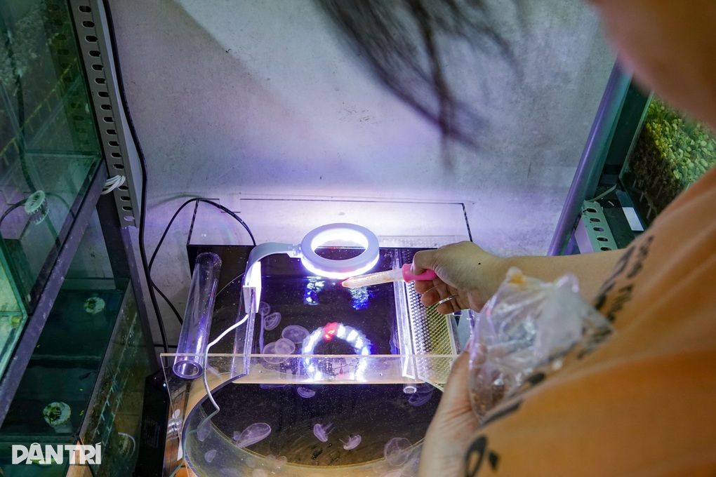 Kiếm bạc triệu nhờ mô hình nuôi sứa triệu view trong phòng máy lạnh - 5 Kiếm bạc triệu nhờ mô hình nuôi sứa triệu view trong phòng máy lạnh - 5