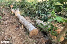 Nghệ An: Nhức nhối nạn phá rừng tại huyện nghèo