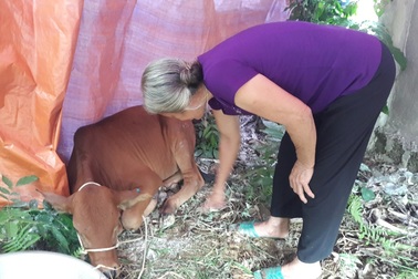 Vụ hỗ trợ bò nhiễm bệnh cho dân nghèo: Cấp dưới tự ý mua bò ngoại tỉnh