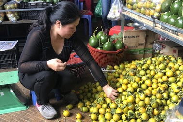 Được cả mùa lẫn giá, nhà vườn thu hàng chục triệu đồng/ha từ hồng giòn Đà Lạt