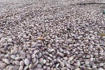 Hàng chục tấn ngao phủ kín bờ biển Nam Định