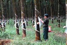 HA.GL và Tập đoàn Cao su VN bị cáo buộc phá rừng ở nước ngoài