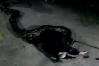 Cận cảnh trăn nuốt trọn một con dê trưởng thành