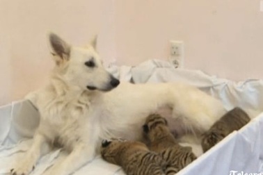 Chó mẹ nhận nuôi ba cọp con mồ côi