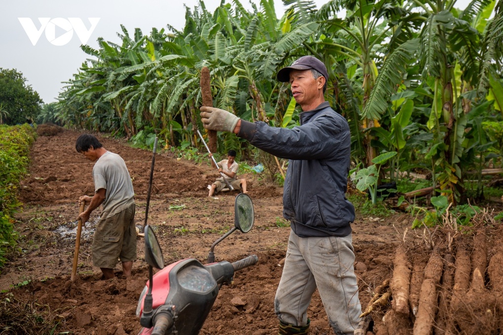 Hà Nội: Cực nhọc đào loại củ trồng vạ vật cũng ra tiền ở bãi giữa sông Hồng - 7 Hà Nội: Cực nhọc đào loại củ trồng vạ vật cũng ra tiền ở bãi giữa sông Hồng - 7