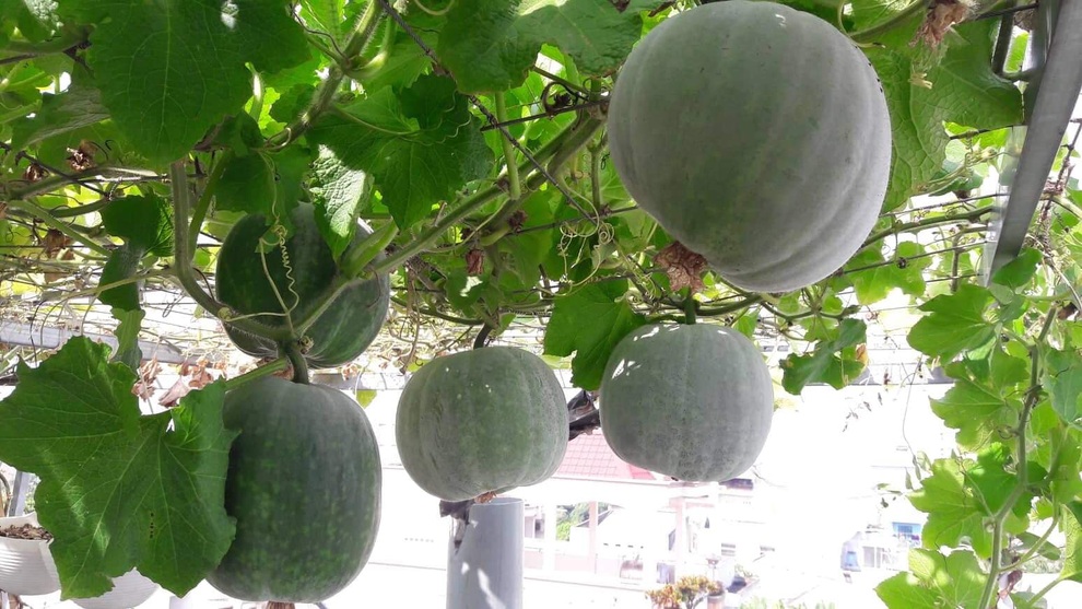 Mẹ đảm TPHCM chia sẻ bí kíp tập làm nông dân sở hữu vườn rau sân thượng - 2 Mẹ đảm TPHCM chia sẻ bí kíp tập làm nông dân sở hữu vườn rau sân thượng - 2