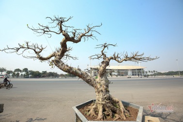 Chậu sung trăm tuổi trụi lá, hét giá 200 triệu đồng ở Hà Nội