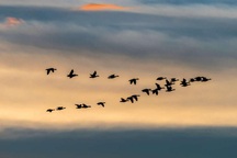 Vì sao loài ngỗng biết cách bay về phương nam trong mùa đông?