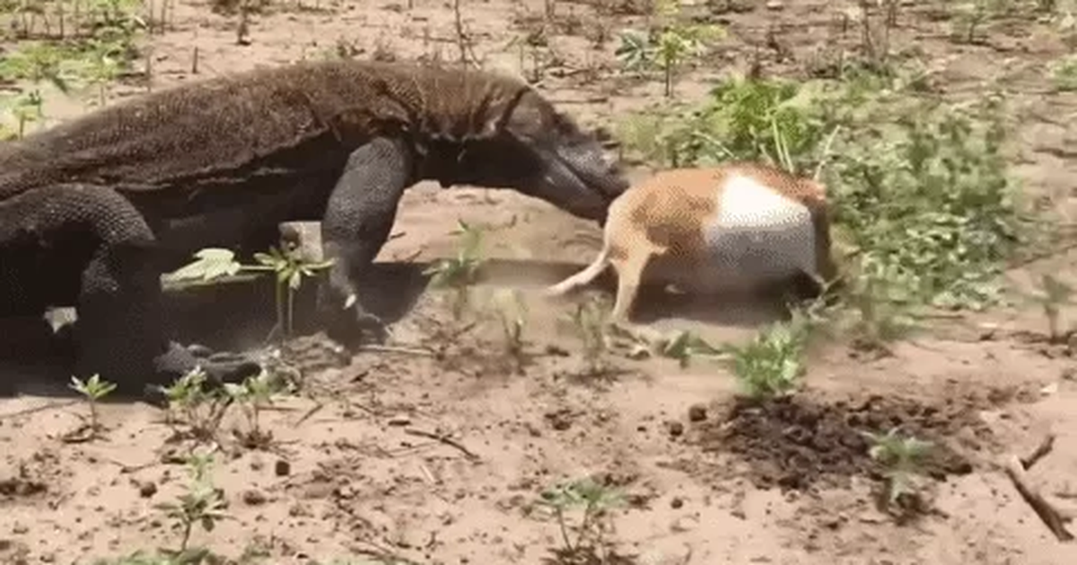 Rồng Komodo nuốt sống dê non trong tích tắc | Báo Dân trí