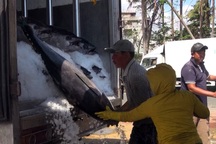 Ngư dân thu chục triệu đồng trong chuyến biển ngày tết