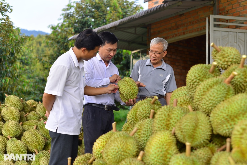 Lo nông dân ồ ạt trồng “cây tỷ đô”, ngành chức năng cảnh báo khẩn - 2 Lo nông dân ồ ạt trồng “cây tỷ đô”, ngành chức năng cảnh báo khẩn - 2