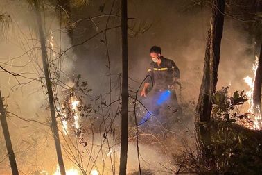 Nghệ An: Cháy rừng thông 20 năm tuổi