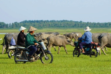 Hàng trăm con trâu gặm cỏ giữa lòng hồ Dầu Tiếng