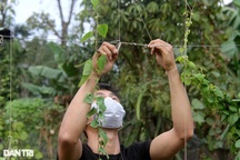 Trồng loài cây hoang dại, nhà nông cao nguyên "hái" tiền triệu mỗi tháng