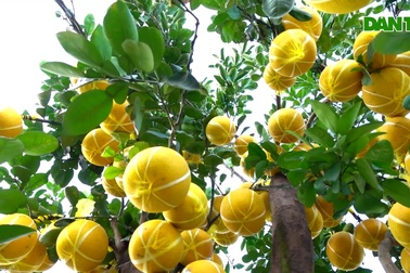 Mê mẩn ngắm bưởi diễn, quất lộc bình khủng lần đầu có mặt ở Cần Thơ