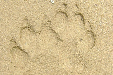 Phát hiện dấu chân thú nghi là hổ ở Nam Trà My 