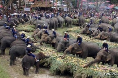Đến Thái Lan uống cafe... phân voi