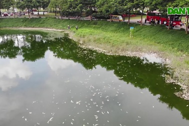 Hà Nội: Cá chết hàng loạt bốc mùi nồng nặc ở hồ Yên Sở