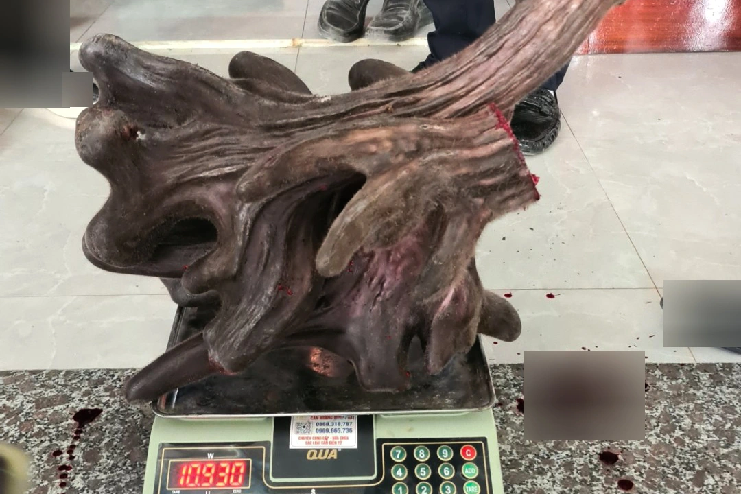 Anh nông dân bán cặp nhung nai siêu khủng, đếm trăm triệu tiền tươi - 3 Anh nông dân bán cặp nhung nai siêu khủng, đếm trăm triệu tiền tươi - 3