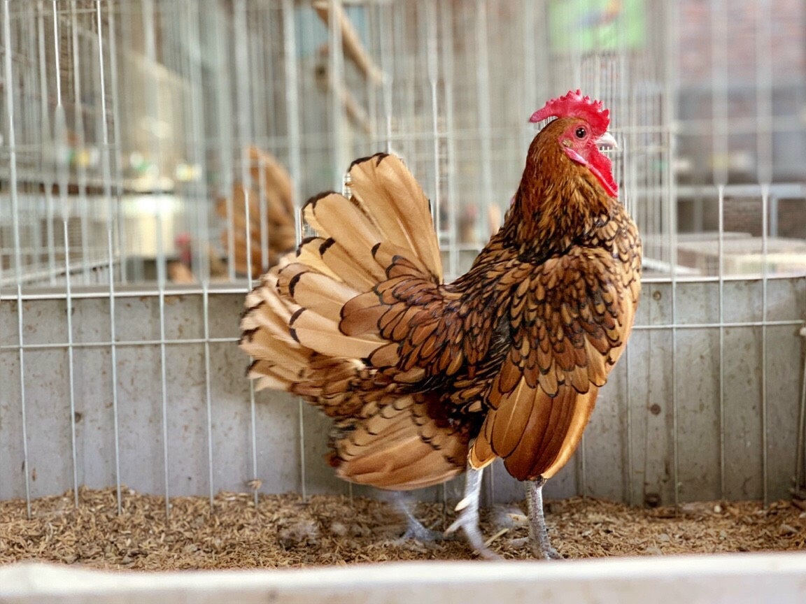 Những giống gà cảnh hàng độc, giá chát vẫn được săn lùng dịp Tết - 9 Những giống gà cảnh hàng độc, giá chát vẫn được săn lùng dịp Tết - 9