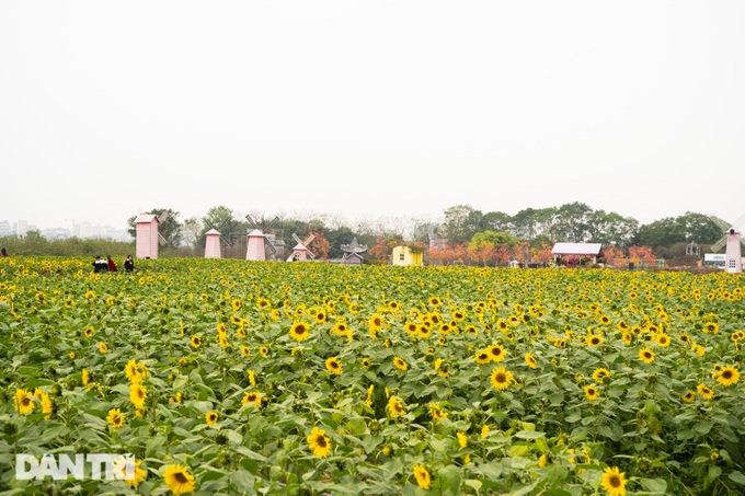 Rủ nhau sống ảo với vườn hoa hướng dương rộng 10.000 mét vuông ở Hà Nội - 2