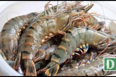 Mẹo đơn giản nhận biết tôm bơm tạp chất