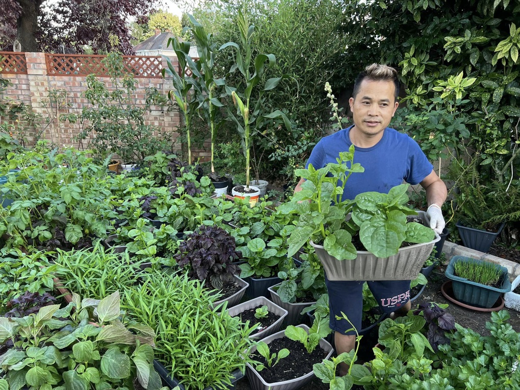 Ông bố Việt làm vườn di động hơn 100 loại rau, nấu đủ món đón Tết ở Anh - 4 Ông bố Việt làm vườn di động hơn 100 loại rau, nấu đủ món đón Tết ở Anh - 4