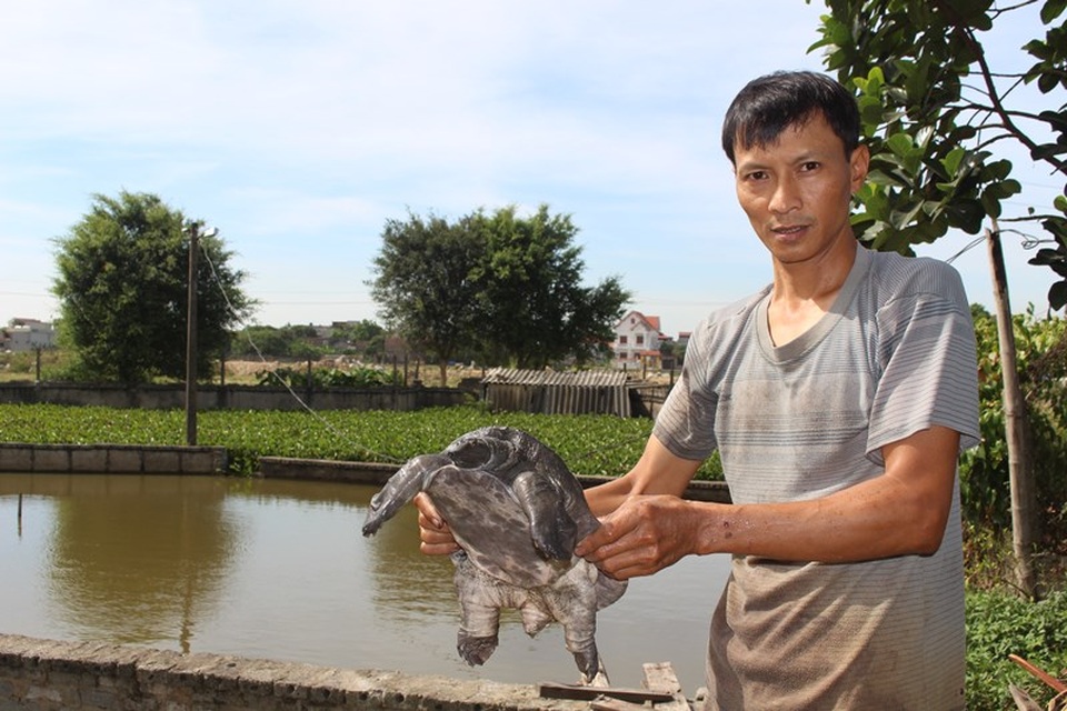 Nam Định: Bỏ nghề mộc, chàng trai đổi đời nhờ nuôi ba ba gai - 1 Nam Định: Bỏ nghề mộc, chàng trai đổi đời nhờ nuôi ba ba gai - 1