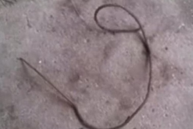 Sâu, rắn hay lươn khổng lồ? Sinh vật kì dị khiến dân mạng điên đảo