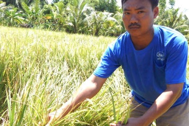 Nông dân “trắng tay” vì trồng lúa chỉ thu mỗi rơm!