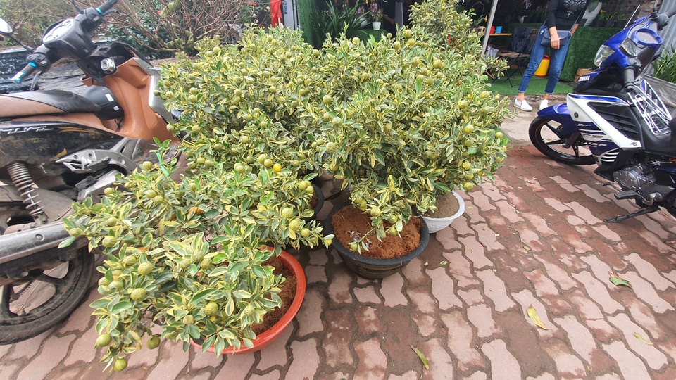 2,5 triệu đồng/cây quất lá phát tài, dân Hà Nội xuýt xoa vì độc, lạ - 6