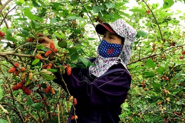 Tất bật trên cánh đồng dâu tằm chín mọng tại Hà Nội