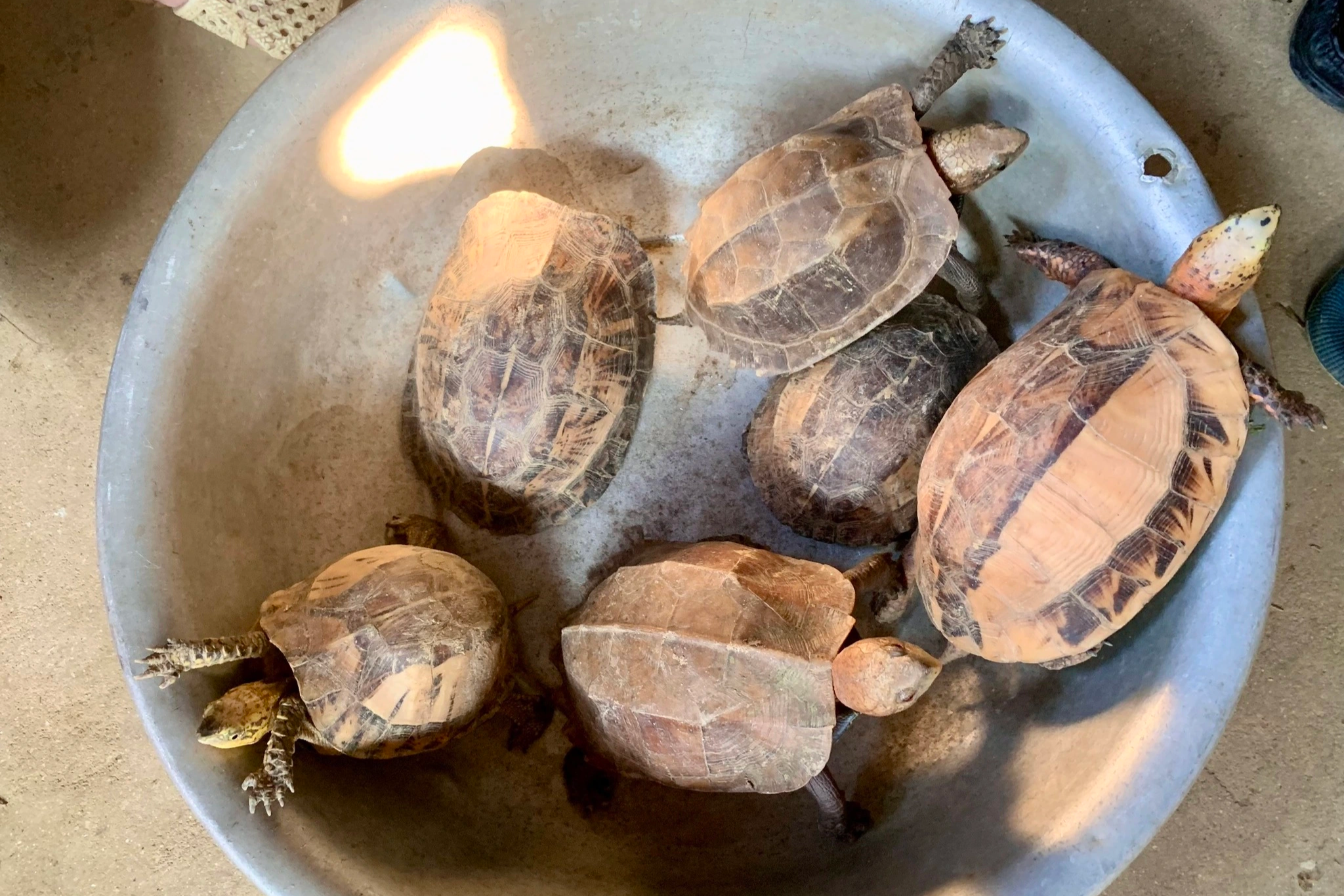 Người đàn ông phát hiện 6 cá thể rùa quý hiếm trong lúc đi hái lá dong - 1