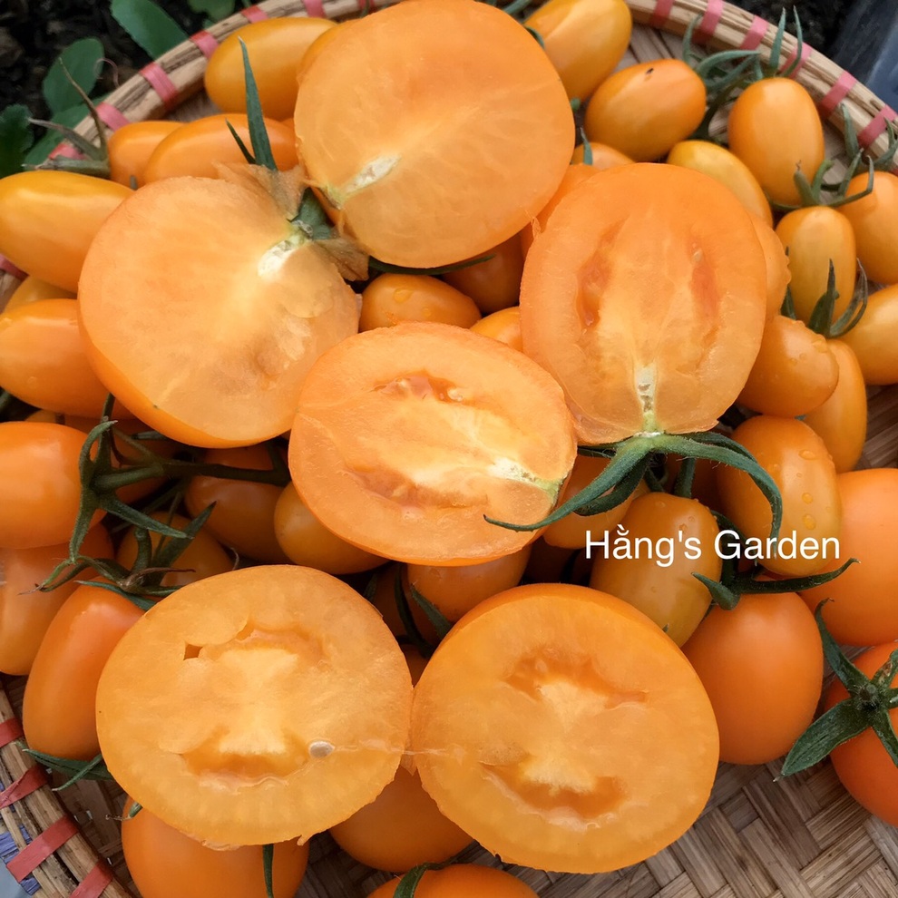 Kinh nghiệm trồng cà chua sai trĩu trên sân thượng của nữ gia chủ Đà Nẵng - 11 Kinh nghiệm trồng cà chua sai trĩu trên sân thượng của nữ gia chủ Đà Nẵng - 11