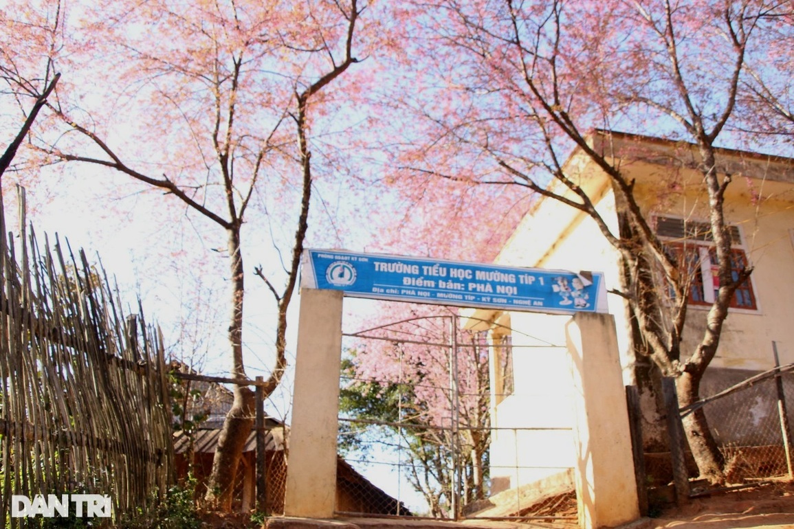 Mãn nhãn với hoa anh đào rực rỡ nơi miền biên viễn - 1 Mãn nhãn với hoa anh đào rực rỡ nơi miền biên viễn - 1