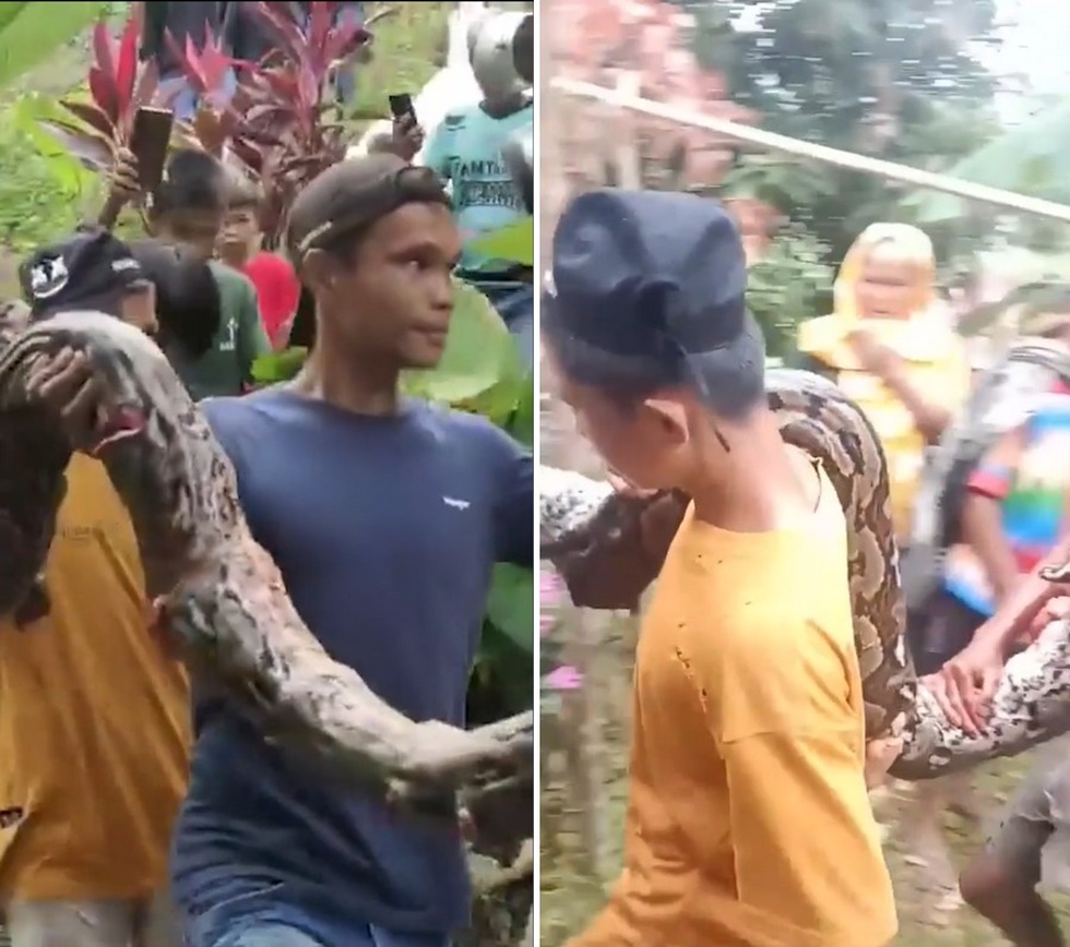 Thế giới động vật: Trăn dài 4m bị tiêu diệt sau khi quấn chết người