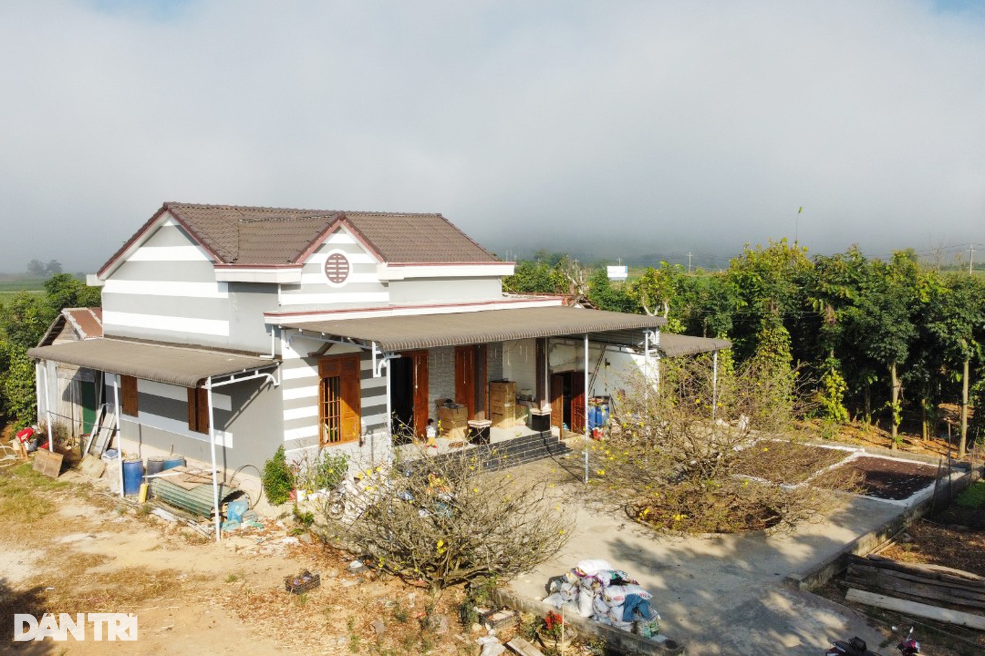 Cây mai vàng cao ngang căn nhà được trả giá 2 tỷ đồng - 8 Cây mai vàng cao ngang căn nhà được trả giá 2 tỷ đồng - 8