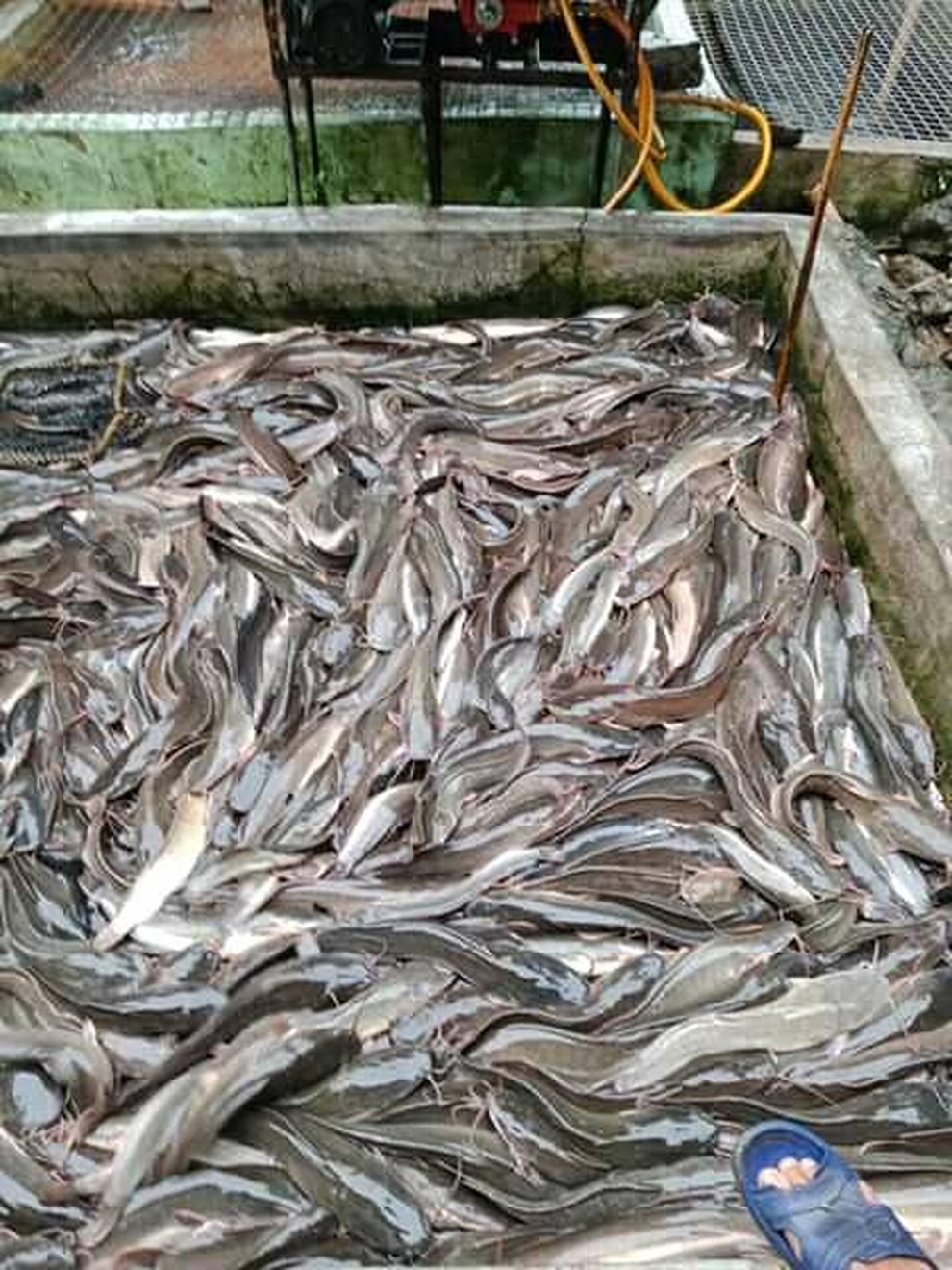 Điều hành trang trại từ nơi xa hàng ngàn cây số, người đàn ông thu 5 tấn cá - 2 Điều hành trang trại từ nơi xa hàng ngàn cây số, người đàn ông thu 5 tấn cá - 2