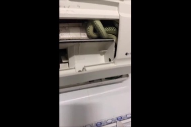 Cá thể rắn nằm trong máy điều hòa tại tỉnh Kiên Giang