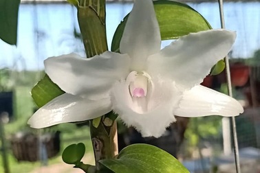 Cơn sốt lan đột biến: Vì sao tái phát?